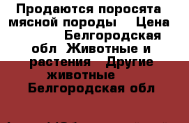 Продаются поросята  мясной породы. › Цена ­ 4 500 - Белгородская обл. Животные и растения » Другие животные   . Белгородская обл.